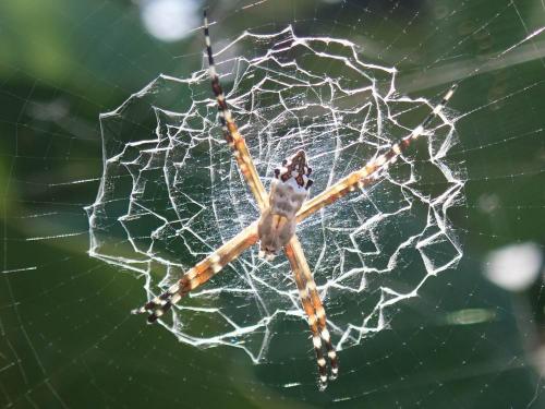 Réf. 245 211 : Argiope argentata
